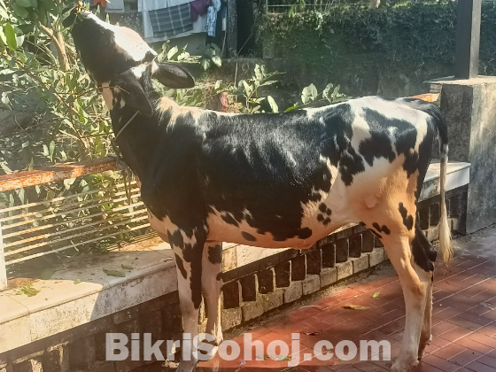 ফিজিয়ান বকনা বাচুর